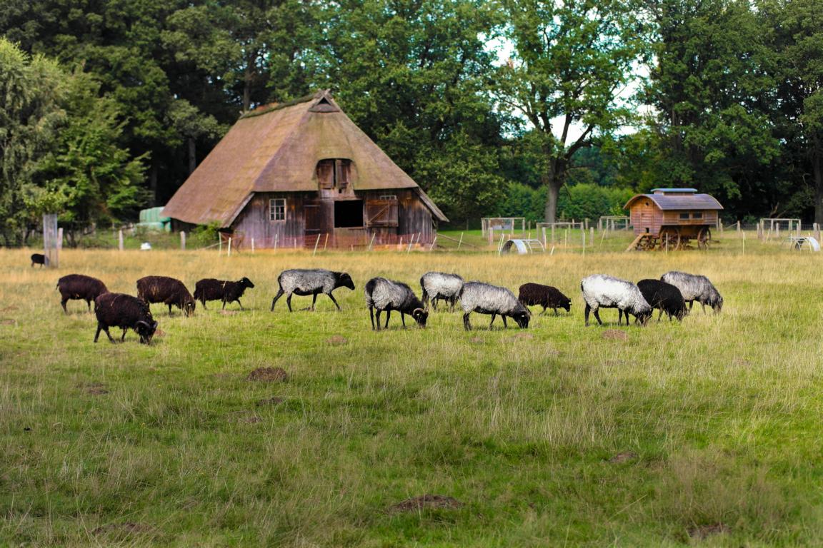 Deutschlands schönste Heide-Wanderung Der Heidschnuckenweg in der Lüneburger Heide