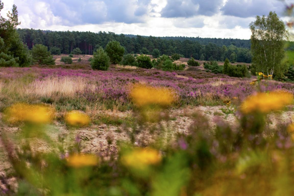 Deutschlands schönste Heide-Wanderung Der Heidschnuckenweg in der Lüneburger Heide 