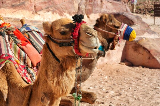 Jordanien Highlights Das musst Du gesehen haben!