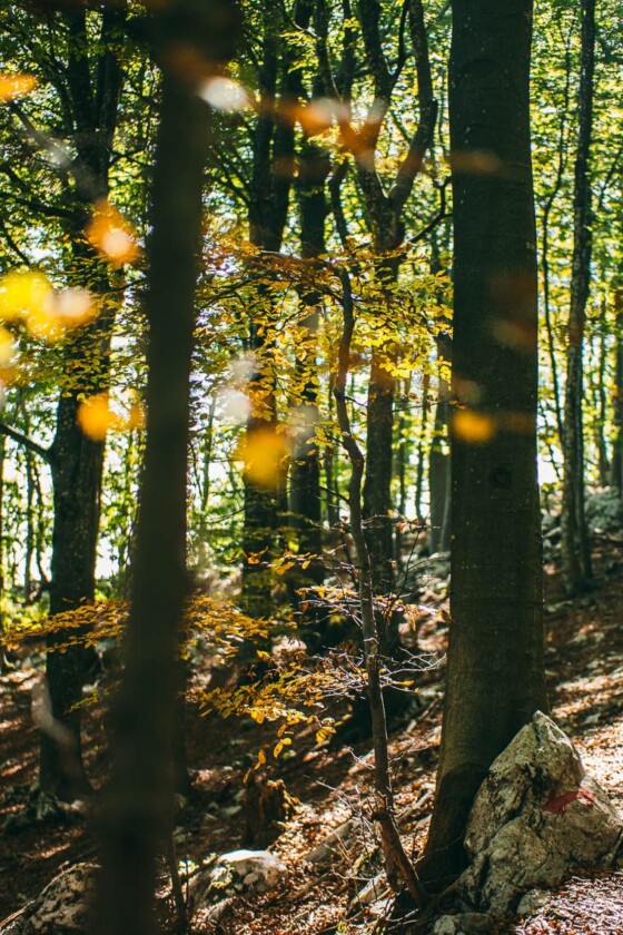 Wanderparadies Grüner Karst Ausflugsziele & Tipps für Sloweniens Süden
