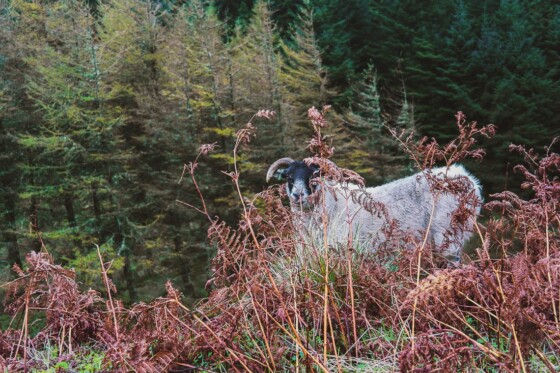 Isle of Arran