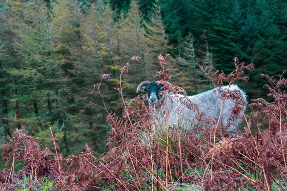 Isle of Arran