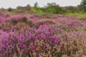Die schönste Heidewanderung in Schoorl