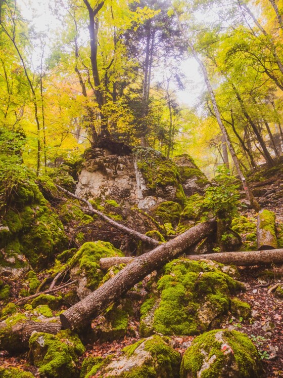 Traufgang Felsenmeersteig - Felsenmeer Schwäbische Alb