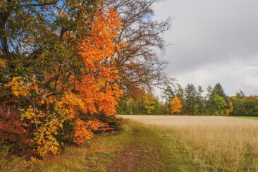 Traufgang Felsenmeersteig