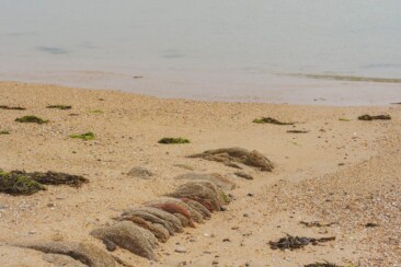Le Viel Insel Noirmoutier
