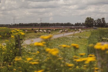 Mikroabenteuer Packrafting Biesbosch